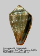 Conus crotchii (f) irregularis (7)